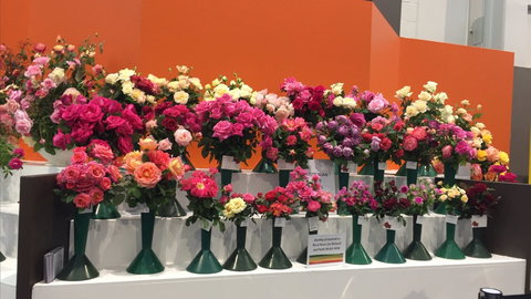 Roses By The Seaside: National Rose Championships And Conference - Go Out 1