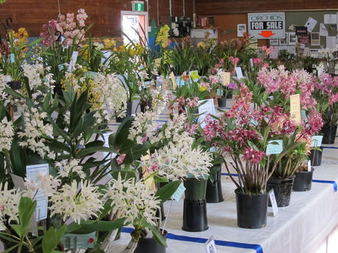 Sapphire Coast Orchid Club Spring Orchid Show - Go Out 0