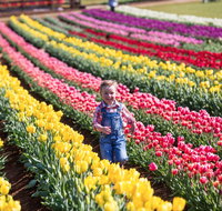 Tesselaar Tulip Festival - Pubs and Clubs