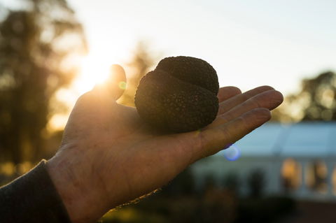 The Truffle Festival - Canberra Region - Pubs and Clubs 0