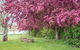 Tumbarumba Spring Flower Festival - thumb 1