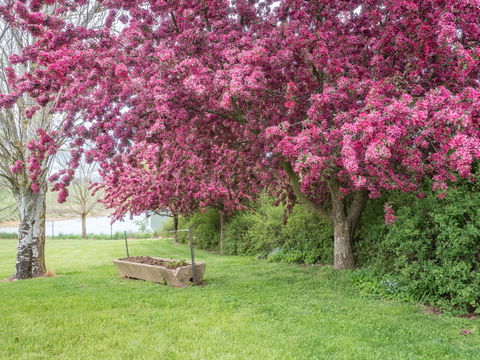 Tumbarumba Spring Flower Festival - Go Out 1