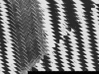 WA Now  Tom Mller Monolith Scores
