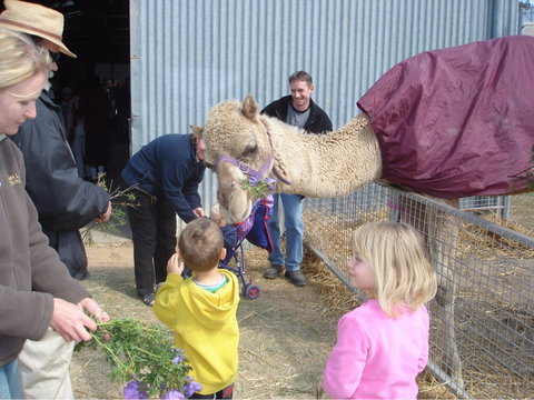 Wangaratta Show - Go Out 1