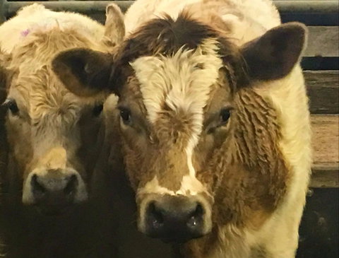 Wangaratta Show - Go Out 2