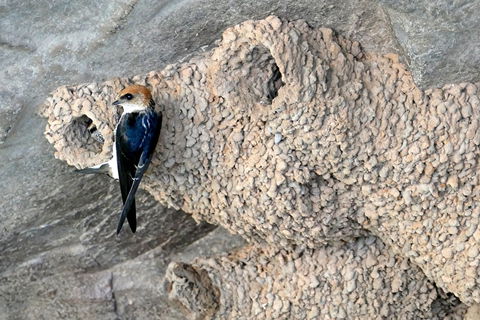 2020 Katherine Bird Festival - Pubs and Clubs 0