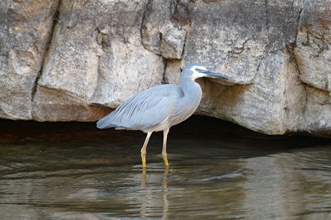2020 Katherine Bird Festival - Pubs and Clubs 1