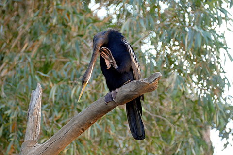 2020 Katherine Bird Festival - Pubs and Clubs 2
