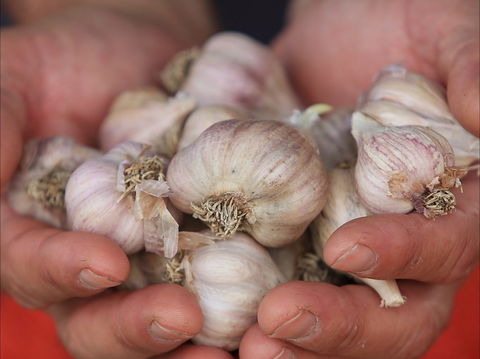 Armidale Farmers' Market - Pubs and Clubs 0