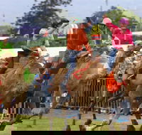 Camel Races at Penrith Paceway - Go Out