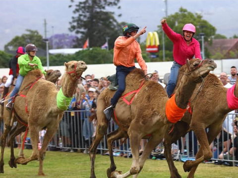 Camel Races At Penrith Paceway - Pubs and Clubs 0