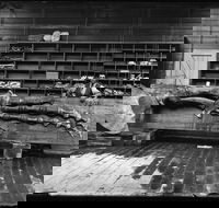 Capturing Nature Early photography at the Australian Museum 1857  1893 - Go Out
