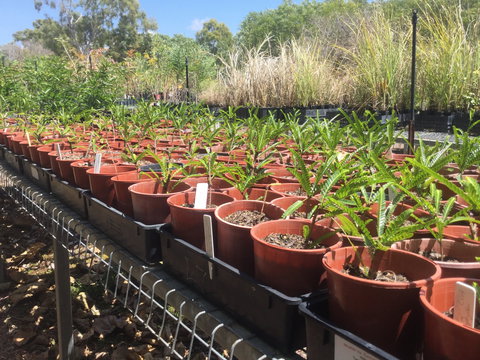 Conservation Volunteers Australia Townsville - Ocean View Nursery - Pubs and Clubs 2