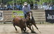 Dungog Team Penning - thumb 1