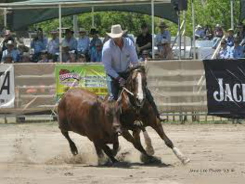 Dungog Team Penning - Go Out 1