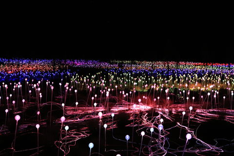 Field Of Light Uluru - Go Out 2