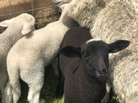 Flinders Island Show - Go Out 0