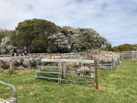 Flinders Island Show - Go Out 1