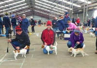 Hamilton Jack Russell Terrier and Hunting Dog Show