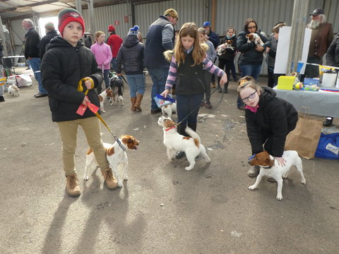 Hamilton Jack Russell Terrier And Hunting Dog Show - Go Out 1