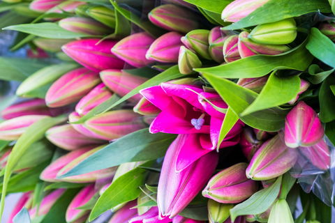 Harvest Launceston Community Farmers' Market - Go Out 0