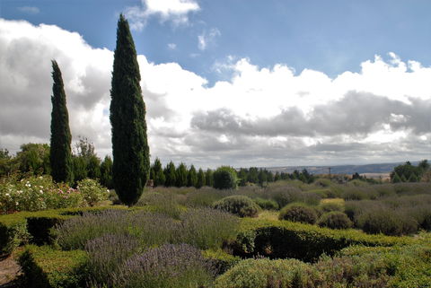 Lavender Herb And Chilli Festival - Go Out 1