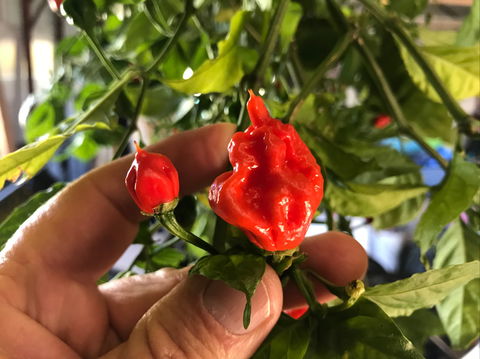 Lavender Herb And Chilli Festival - Go Out 2