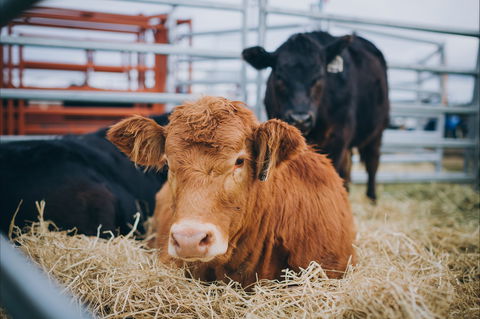Mudgee Small Farm Field Days - Go Out 2