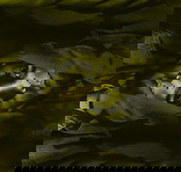 Plastic Bag - Pubs and Clubs