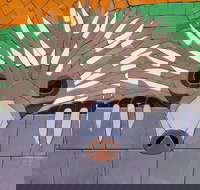 SALA 2020 - Colour Our World - Pubs and Clubs