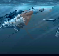 Sea Monsters - Prehistoric Ocean Predators - Pubs and Clubs