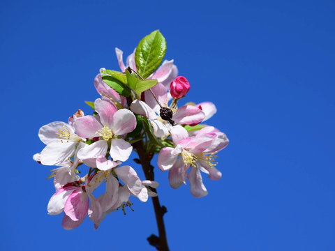 Spring Time At Hunter Valley Gardens - Go Out 0