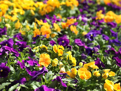 Spring Time At Hunter Valley Gardens - Go Out 2