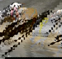 Twilight Greyhound Racing - Pubs and Clubs