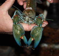 Windorah International Yabby Races - Postponed - Pubs and Clubs