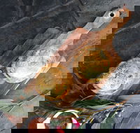 Aged Wine and Vintage Pies