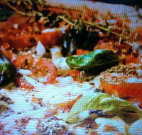 Alfio's Pizzeria - Go Out