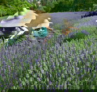 Lavandula Swiss Italian Farm - Go Out