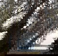 The Forest Door - Go Out