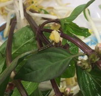 Saigon Barbecue - Go Out