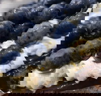 Uptown Patisserie - Go Out