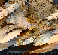 Iluka Bakery - Go Out