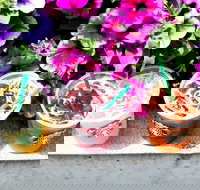 Starbucks - Mascot - Go Out