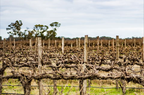 The Blok Coonawarra - Pubs and Clubs 1