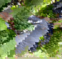 Marcus Hill Vineyard - Pubs and Clubs