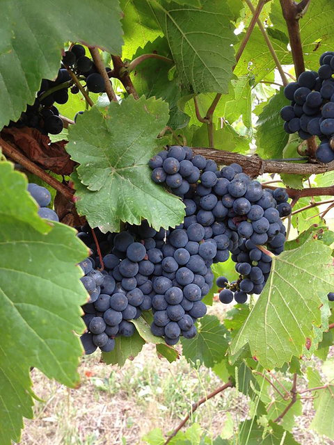 Marcus Hill Vineyard - Go Out 0