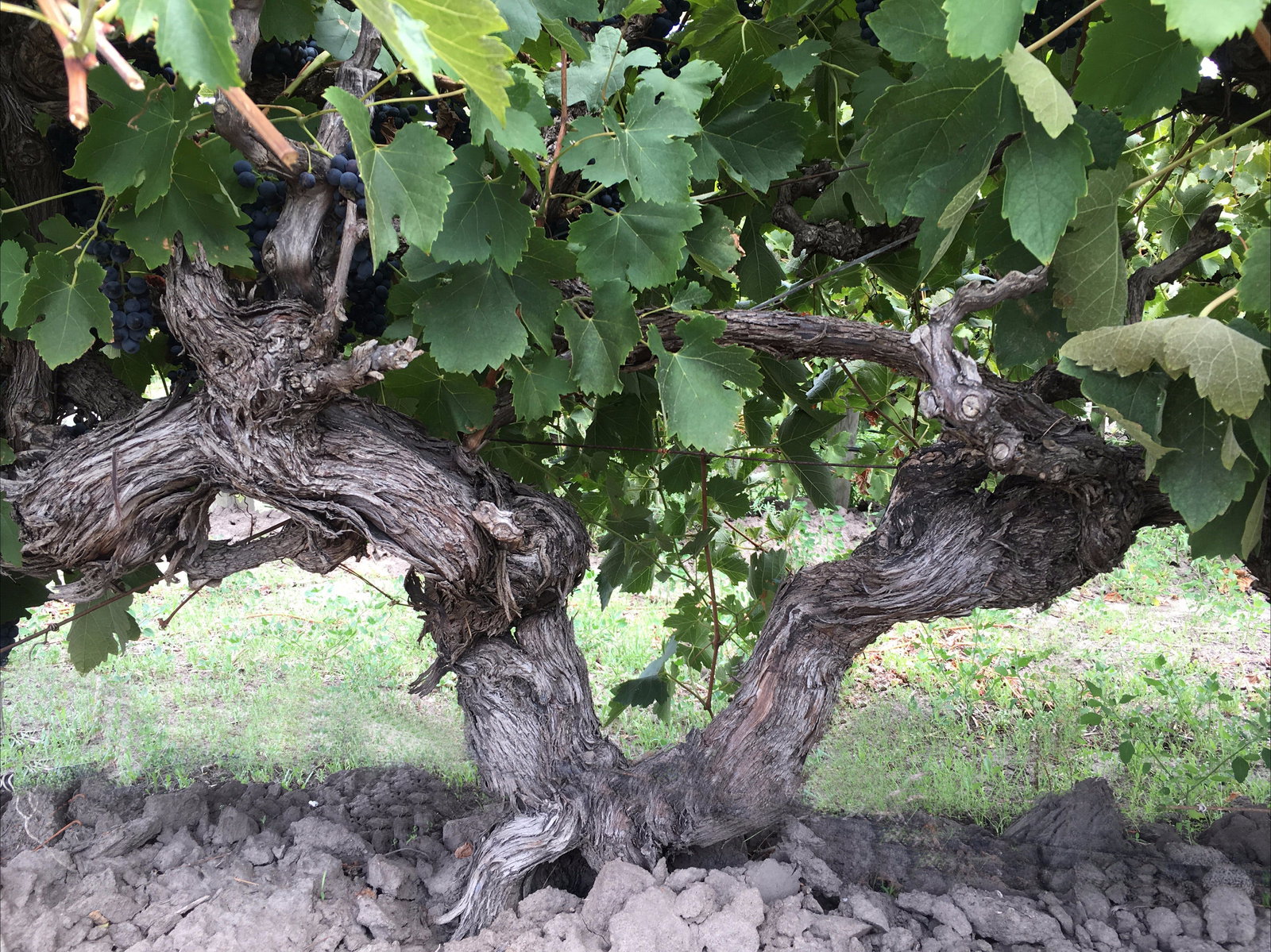 Tatachilla SA Go Out