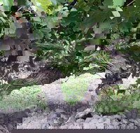 Nick Haselgrove Wines - Go Out