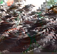 Govindas Pure Vegetarian - Burleigh Heads - Go Out