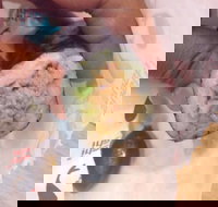 La Porchetta Colac - Colac - Go Out